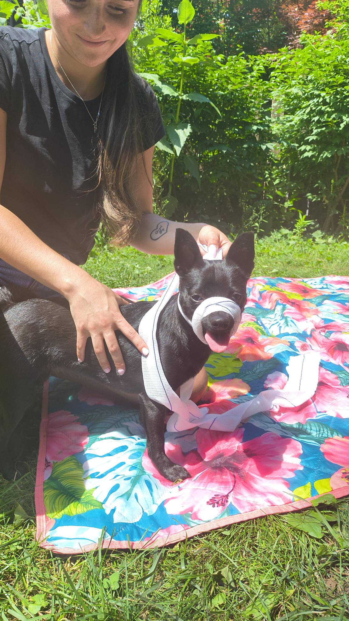 Participant practising canine bandaging skills on a dog