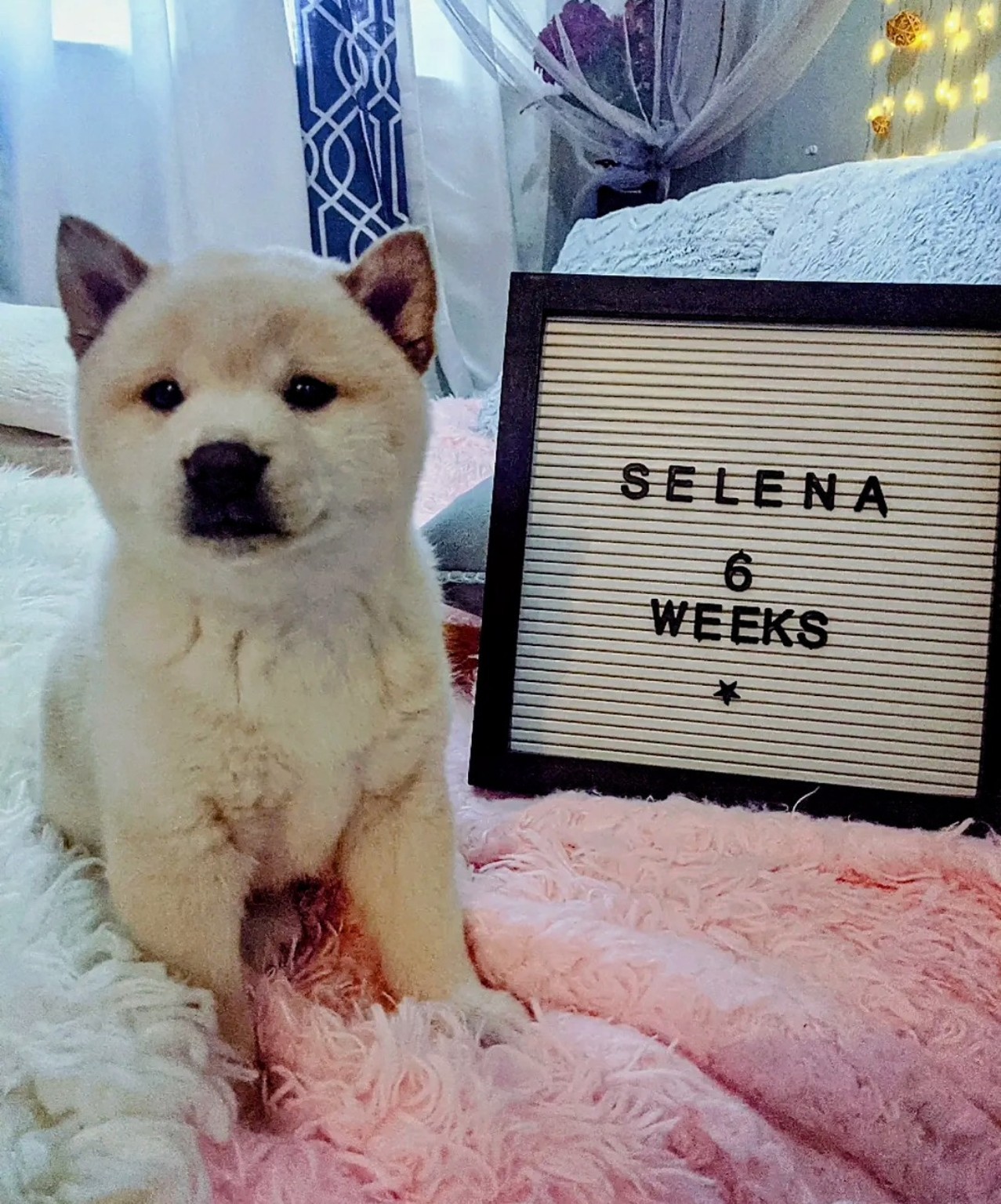 Selena as a six-week-old Shiba Inu puppy